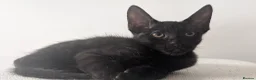 Maine Coon cats for sale: Beautiful Main coon x Bengal kittens - Advert 7