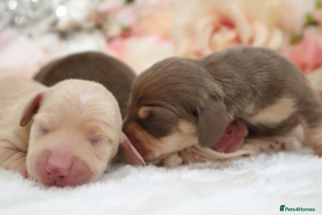 Miniature Dachshund dogs for sale: KC Miniature Dachshund Puppies - Image 10