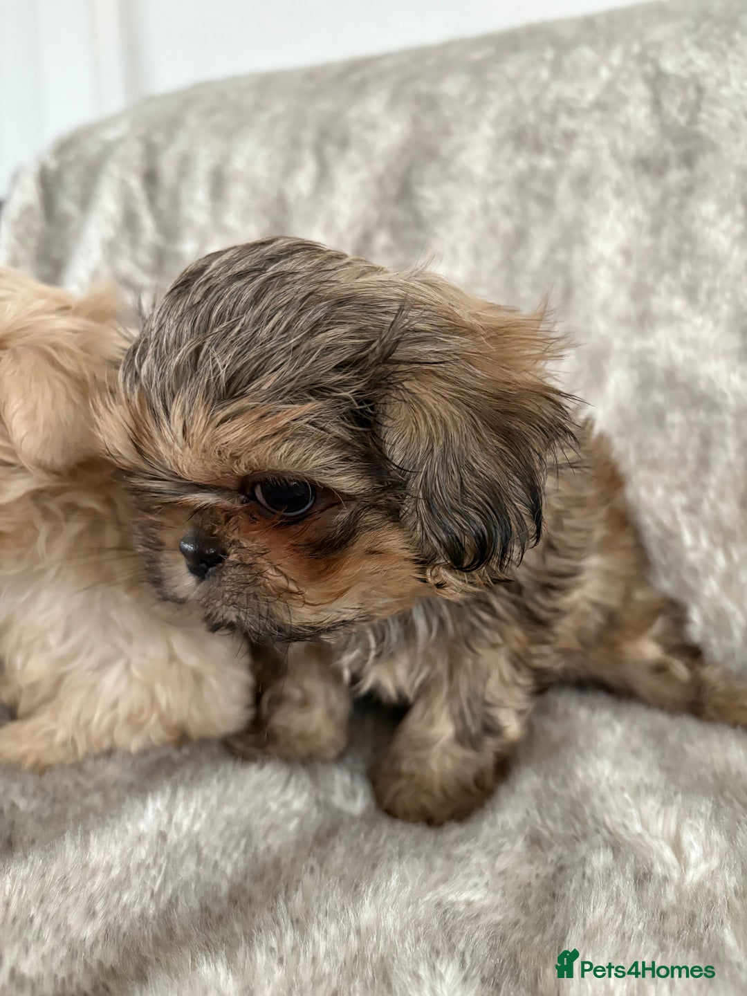 Shih Tzu dogs for sale: Reduced Ready now imperial Shihtzu  - Advert 7