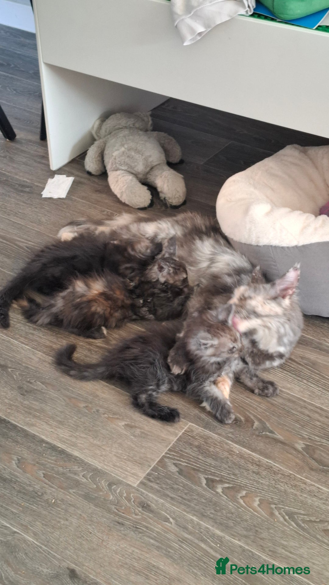 Maine Coon cats for sale: Pedigree Maine Coon kittens  - Image 2