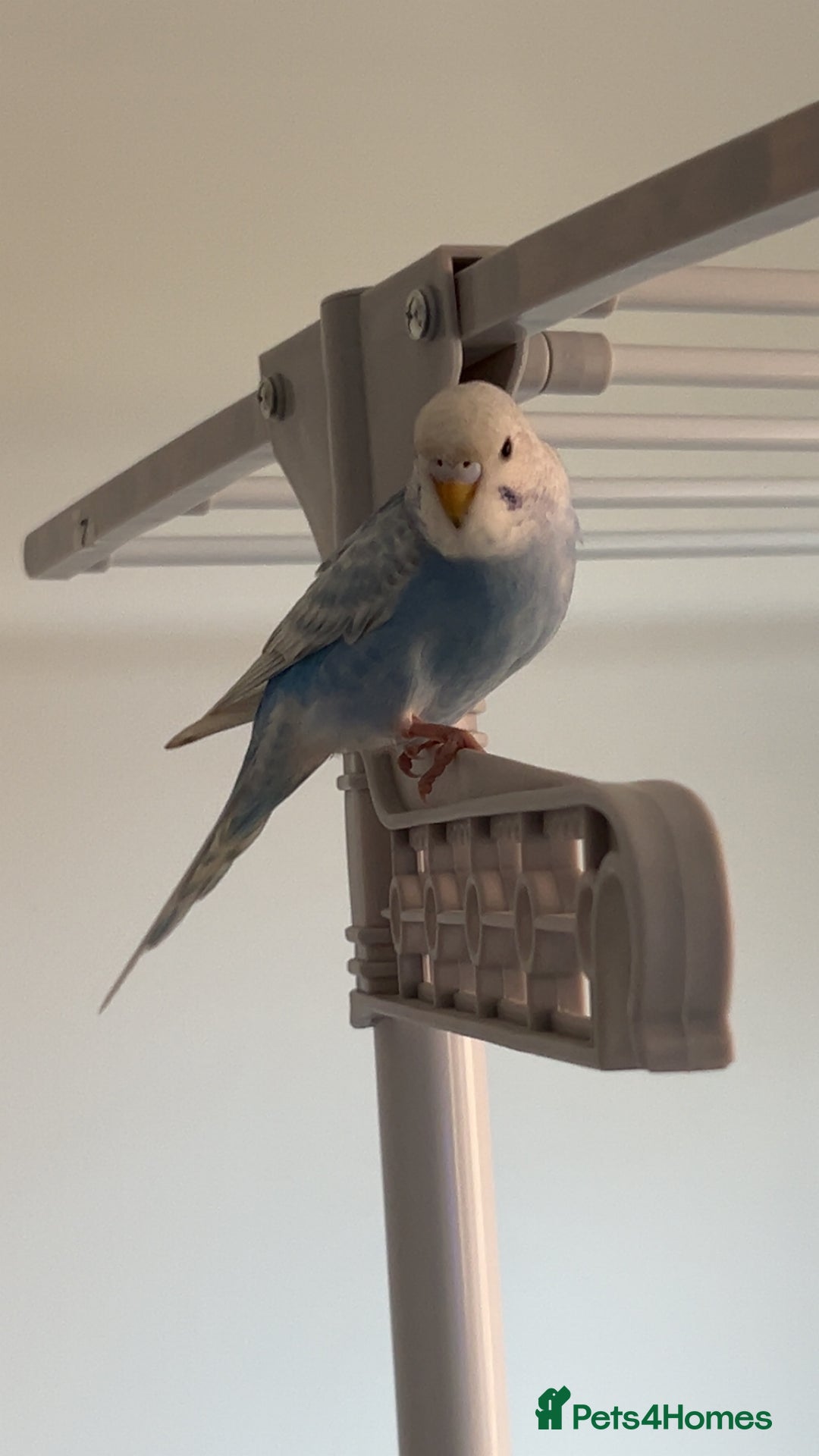 Ringnecks birds for sale: ***2 female budgies*** + cage - Advert 3