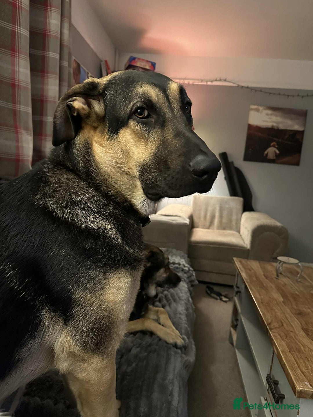 Mixed Breed dogs for adoption: Amigo the puppy that wants to be your friend - Advert 4