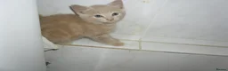 Mixed Breed cats for sale: 4 Ginger male kittens for sale to loving homes - Advert 3