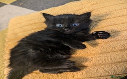 Mixed Breed cats for sale: wonderful Kittens  - Image 15
