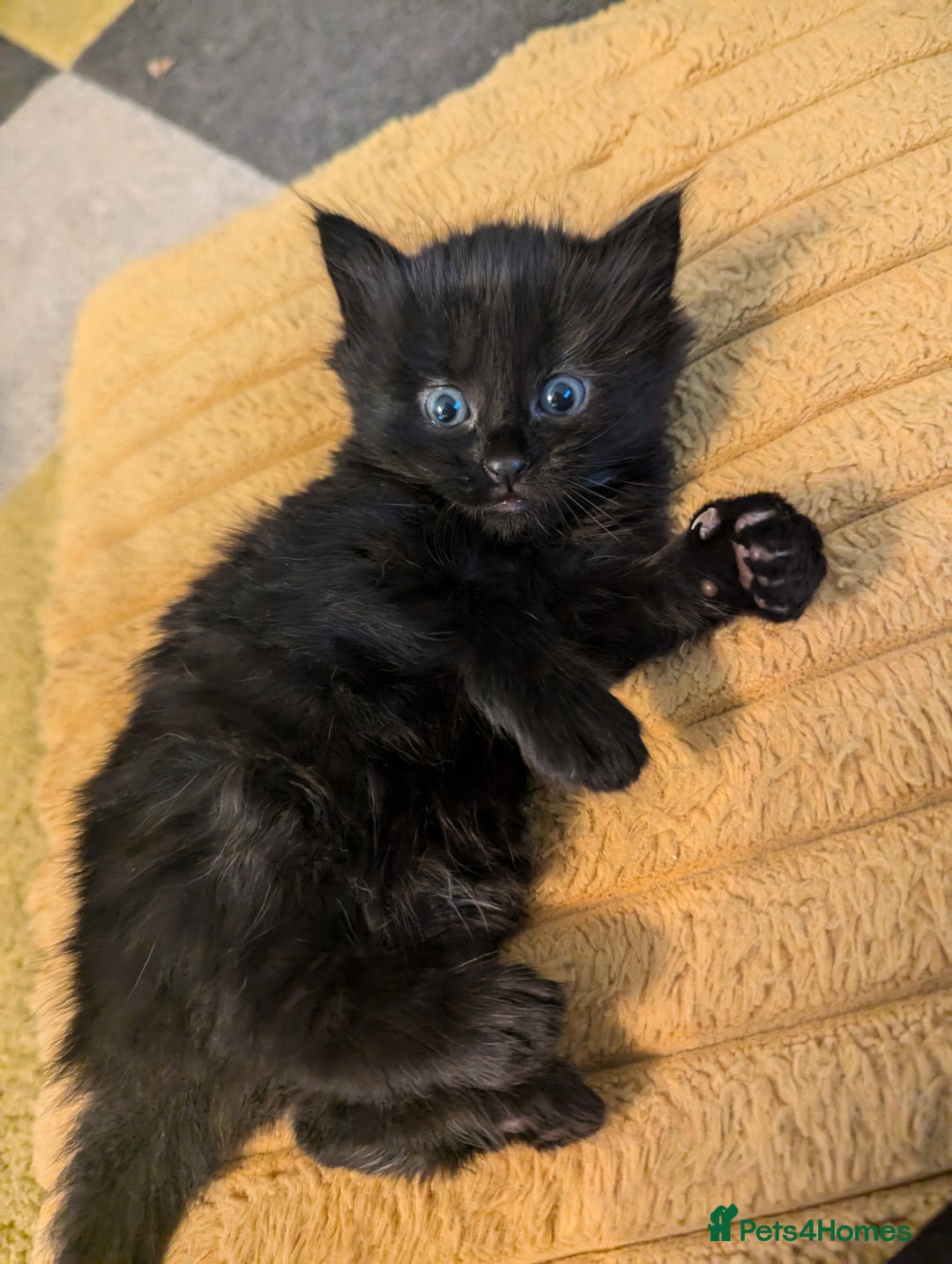 Mixed Breed cats for sale: wonderful Kittens  - Image 15