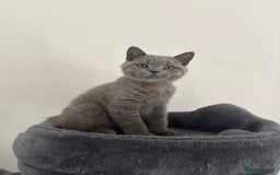 British Shorthair cats for sale: Chunky British Shorthair Kittens in Braintree - Image 26