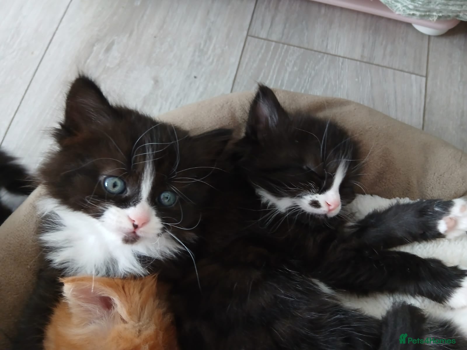 Mixed Breed cats Beautiful mixed-breed kittens! - Advert 6