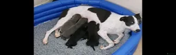 Whippet dogs for sale: Whippet puppies, Blues & blacks with white trim  - Advert 9