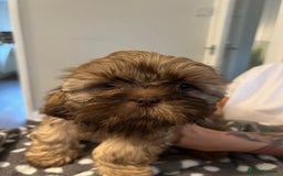 Shih Tzu dogs for sale: Imperial Shih Tzu for sale - Image 7