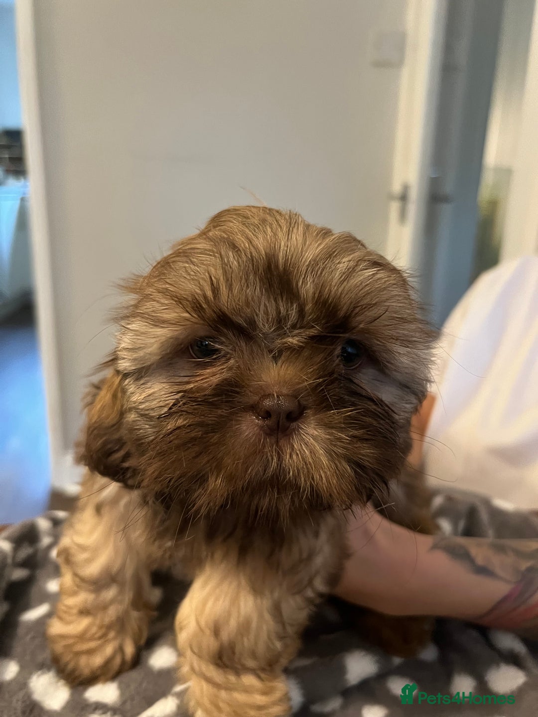 Shih Tzu dogs for sale: Imperial Shih Tzu for sale - Image 7