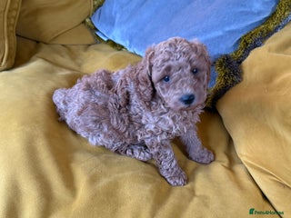 Maltipoo dogs Maltipoo pups ready to go around 22nd December - Advert 4