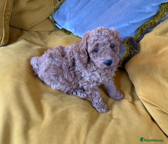 Maltipoo dogs Maltipoo pups ready to go around 22nd December - Advert 4