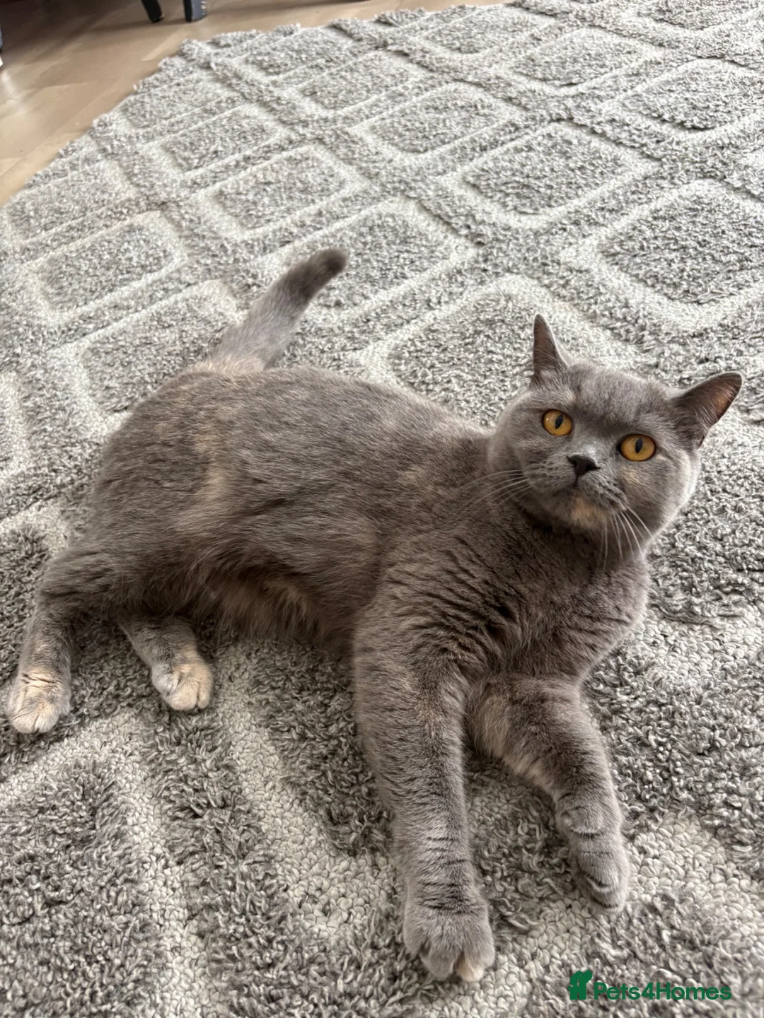 British Shorthair cats for sale: Two gccf active females  in Wickford - Advert 2