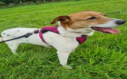 Mixed Breed dogs for adoption: Stevie, female, for foster or adoption - Image 1