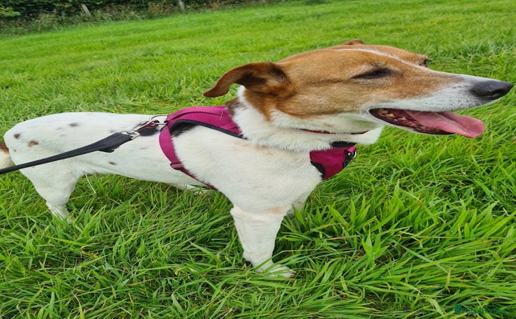 Mixed Breed dogs - Advert 1