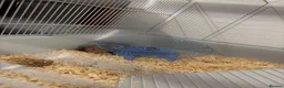 Hamster rodents for sale: Syrian hamster + cage and accessories  - Advert 2