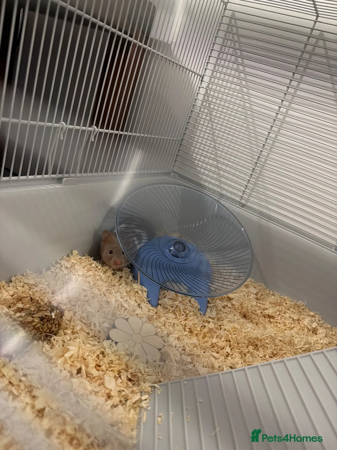 Hamster rodents for sale: Syrian hamster + cage and accessories  - Advert 2