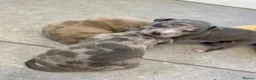 American Bully dogs for sale: 4 pups left ready to leave now - Advert 14