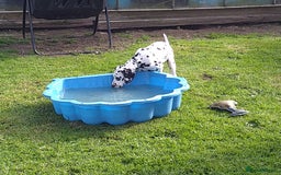 Dalmatian dogs for sale: KC REG Dalmatian pups - Image 11