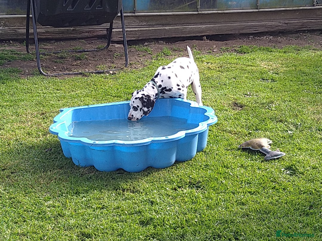 Dalmatian dogs for sale: KC REG Dalmatian pups - Image 11