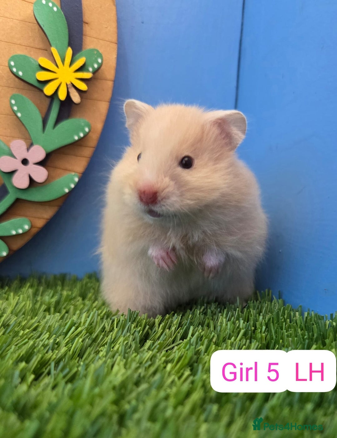 Hamster rodents for sale: Syrian Hamster Babies Pedigree Baby Male Female - Image 5