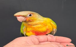 Conures birds for sale: Handreared Small Conures, Sun & Patagonian conures - Image 2