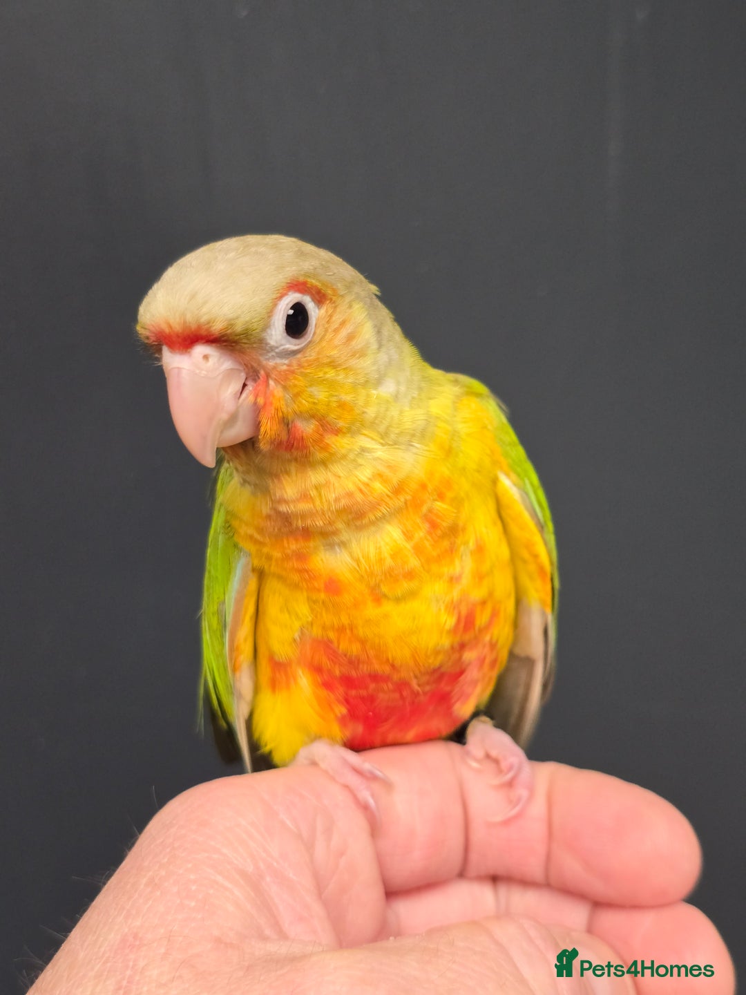 Conures birds for sale: Handreared Small Conures, Sun & Patagonian conures - Image 2