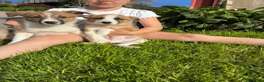 Border Collie 5