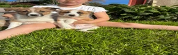 Border Collie dogs for sale: Beautiful Border Collie Puppies in Llanwrda - Advert 10
