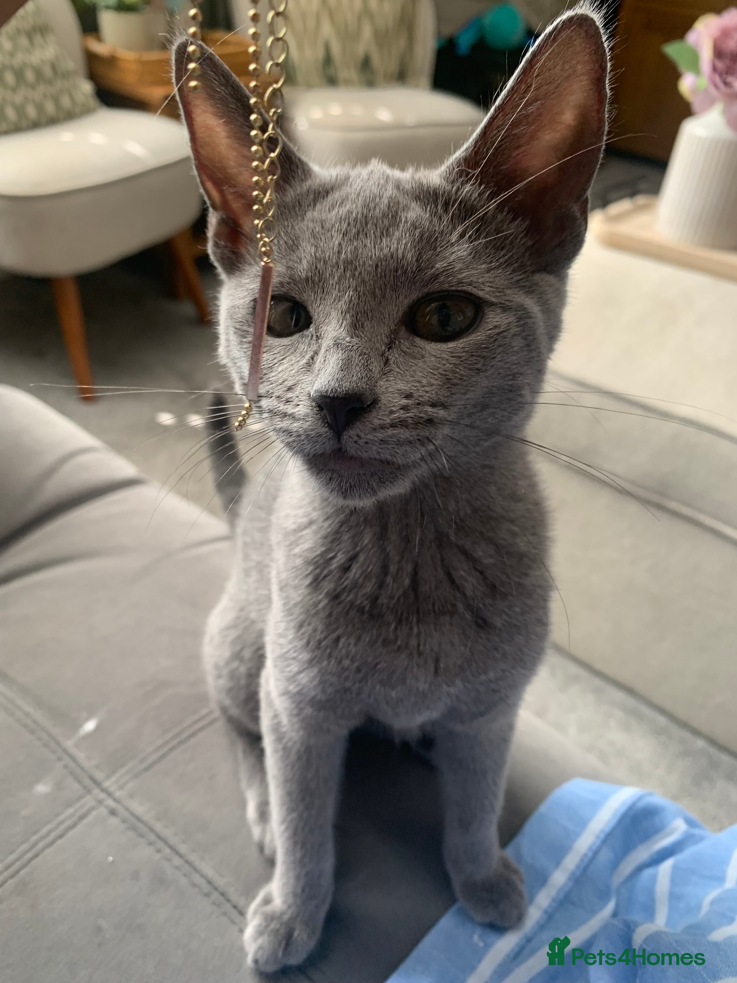 Russian Blue cats Championship and GCCF Russian blue kittens  - Advert 2