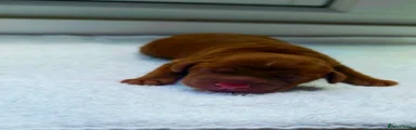 Cocker Spaniel 2