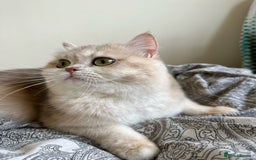 British Longhair cats for sale: GCCF reg BLH Chocolate Golden Blue/Green/Odd Eyes - Image 28