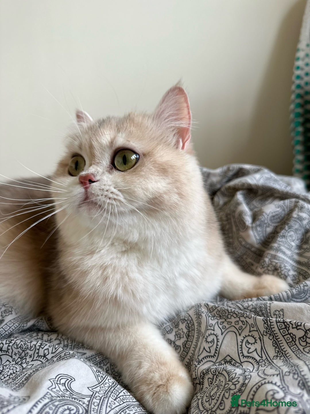 British Longhair cats for sale: GCCF reg BLH Chocolate Golden Blue/Green/Odd Eyes - Image 28