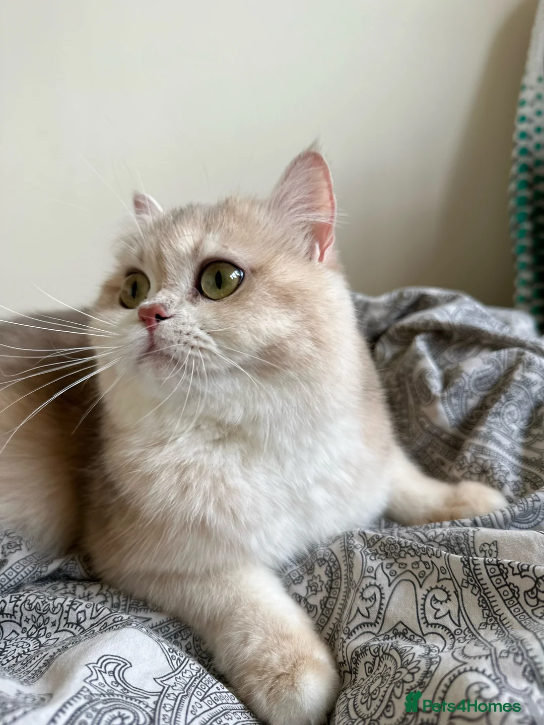 British Longhair cats for sale: GCCF reg BLH Last Chocolate Golden Male Kitten - Advert 18