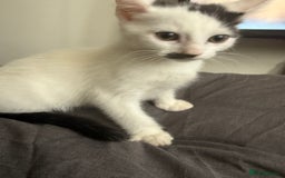 Mixed Breed cats for sale: Mixed Kitten for Sale - Image 1