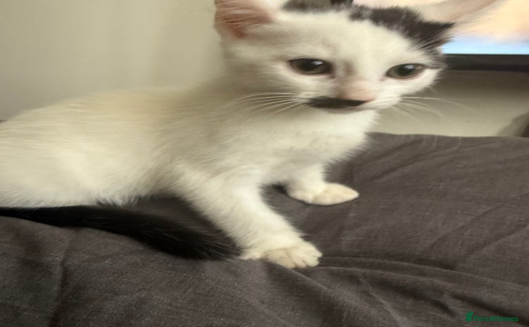 Mixed Breed cats - Advert 9