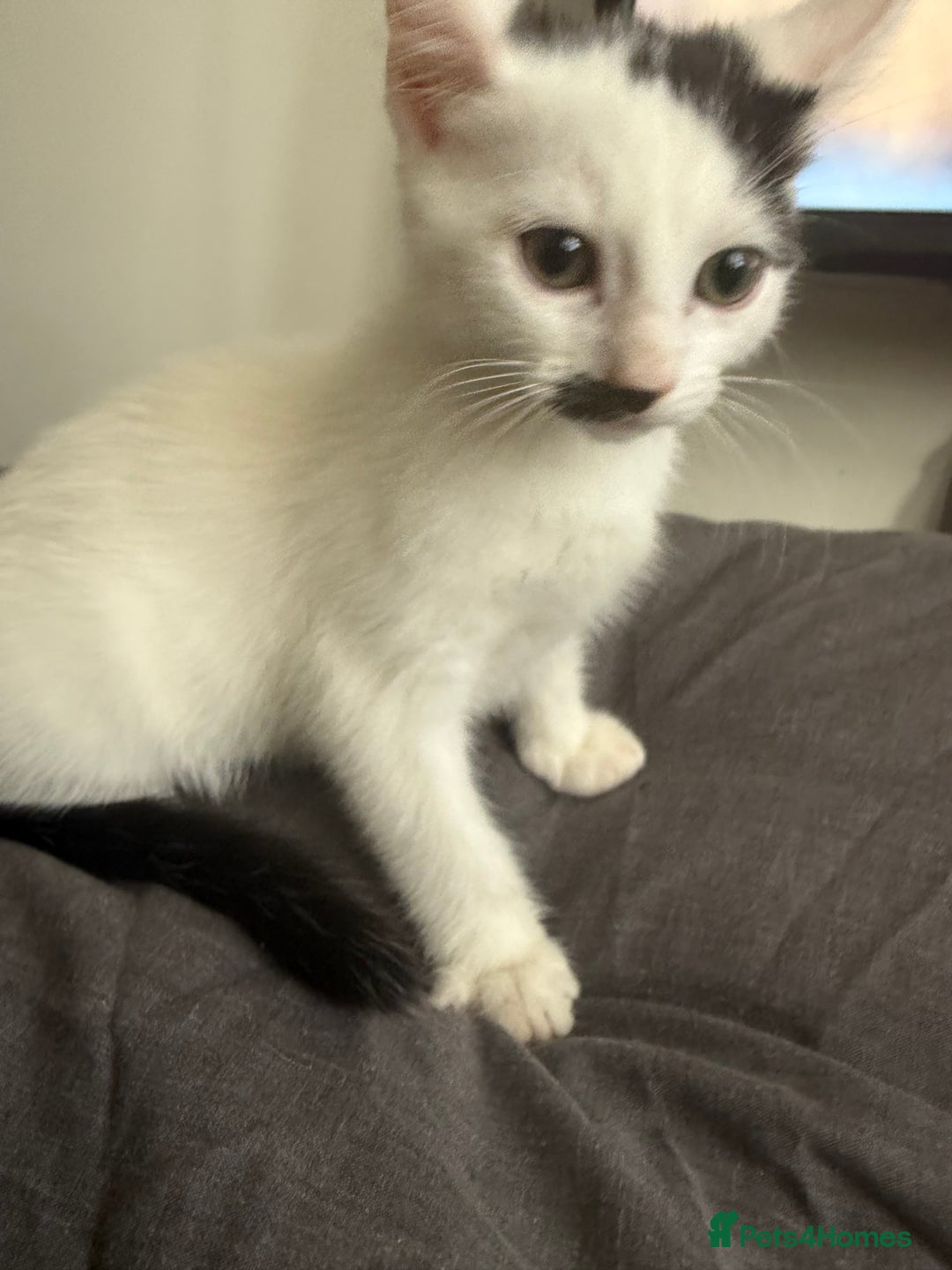 Mixed Breed cats for sale: Mixed Kitten for Sale - Image 1