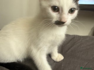 Mixed Breed cats - Advert 38