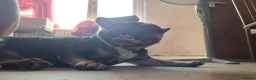 French Bulldog dogs for sale: Female French bulldog in Sheffield - Advert 3