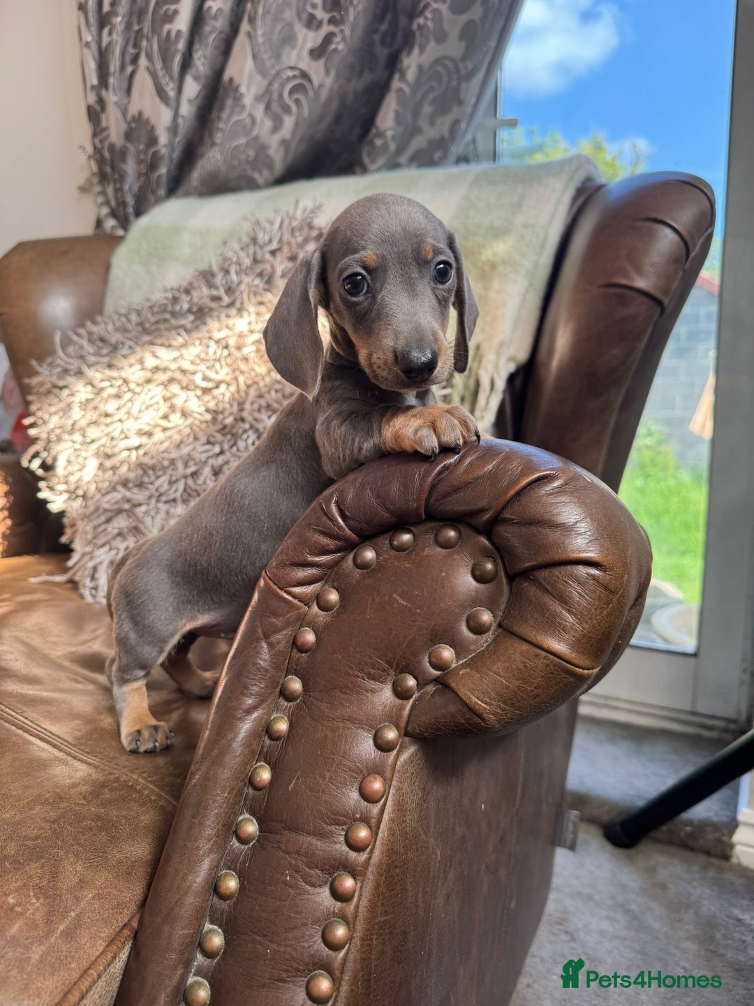 Dachshund dogs for sale: Miniature Dachshund Puppies  - Image 13