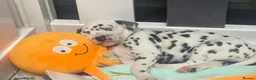 Dalmatian dogs for sale: Royal KC Registered Dalmatian Puppy (Female) - Advert 8