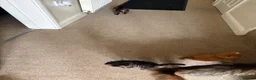 Mixed Breed cats for sale: Beautiful sociable fluff balls - Advert 10