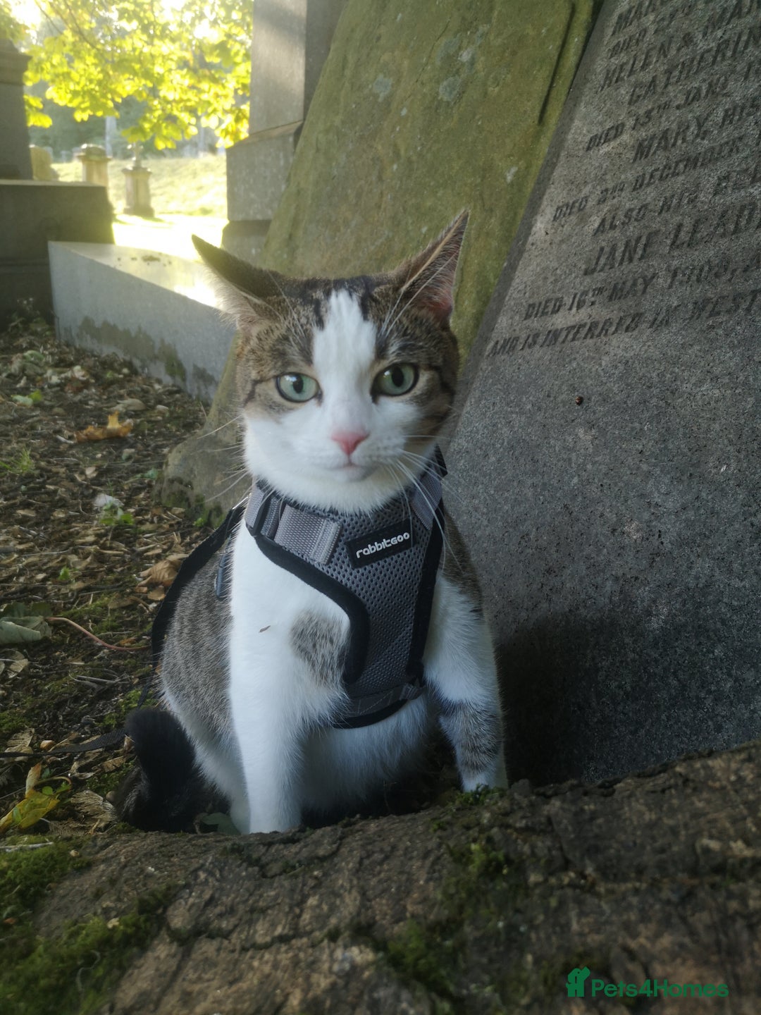 Mixed Breed cats for sale: 2 Beautiful kittens for sale - Advert 1