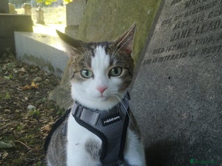 Mixed Breed cats 2 Beautiful kittens for sale - Advert 4