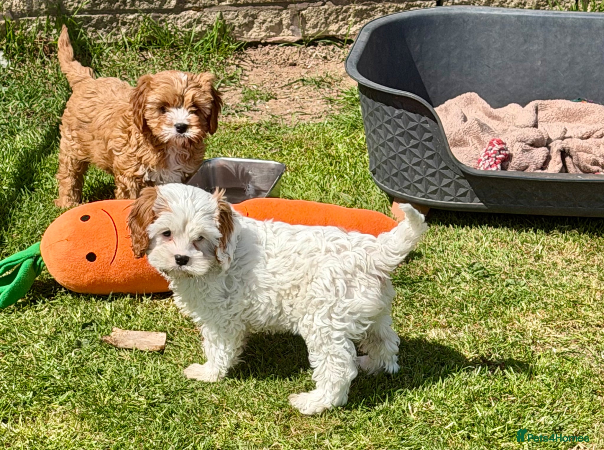 Cavapoo dogs Stunning home reared vet checked cavapoo puppies  - Advert 1