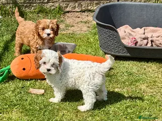 Cavapoo dogs for sale: Stunning home reared vet checked cavapoo puppies - Advert 1