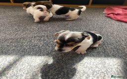 Jack Russell dogs for sale: Jack Russell  - Image 10