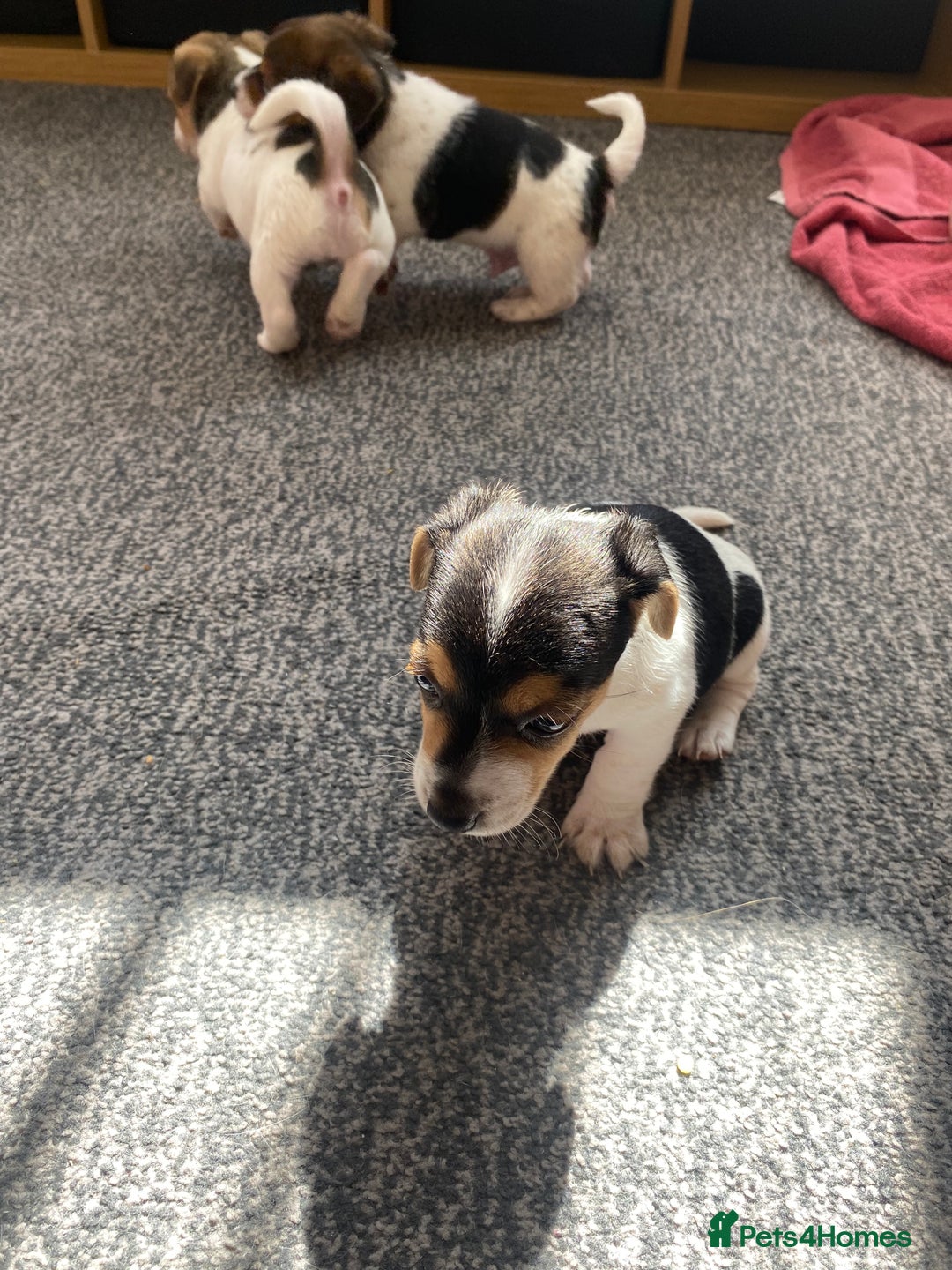 Jack Russell dogs for sale: Jack Russell  - Image 10