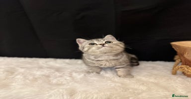 British Shorthair cats - Advert 14