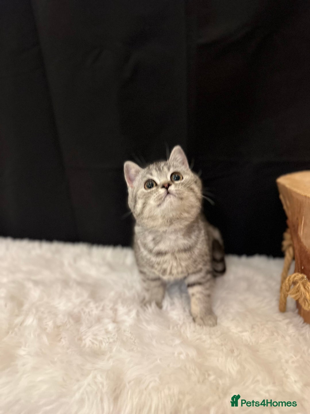 British Shorthair cats for sale: Silver Spotted Full Pedigree Registered BSH - Image 3